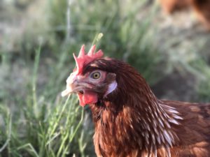 pasture raised eggs